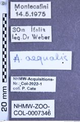 Etiketten zu Agriotes aequalis (Schwarz, 1891) (NHMW-ZOO-COL-0007346)